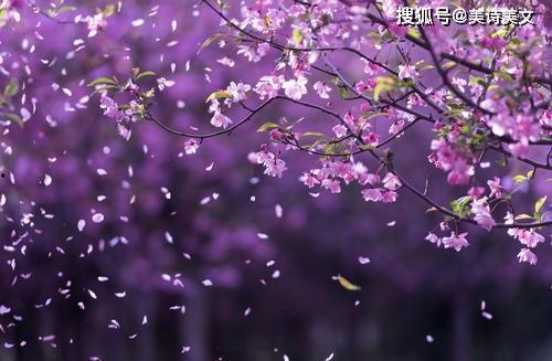 高枝难攀,挑战高枝难攀的壮志与智慧  第2张