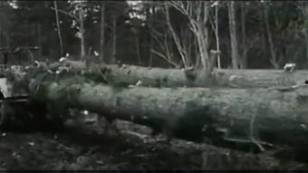 山林中头一个女人,探寻神秘女性的传奇故事  第2张