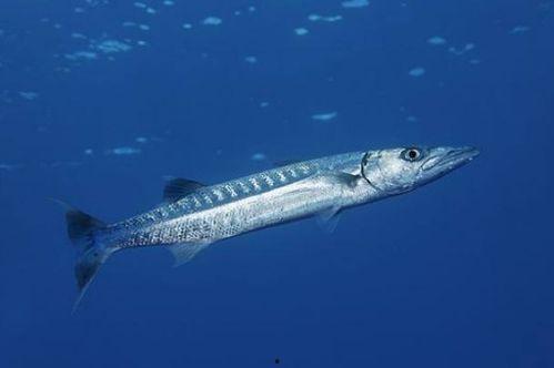 海狼 1980,海洋霸主崛起的传奇岁月